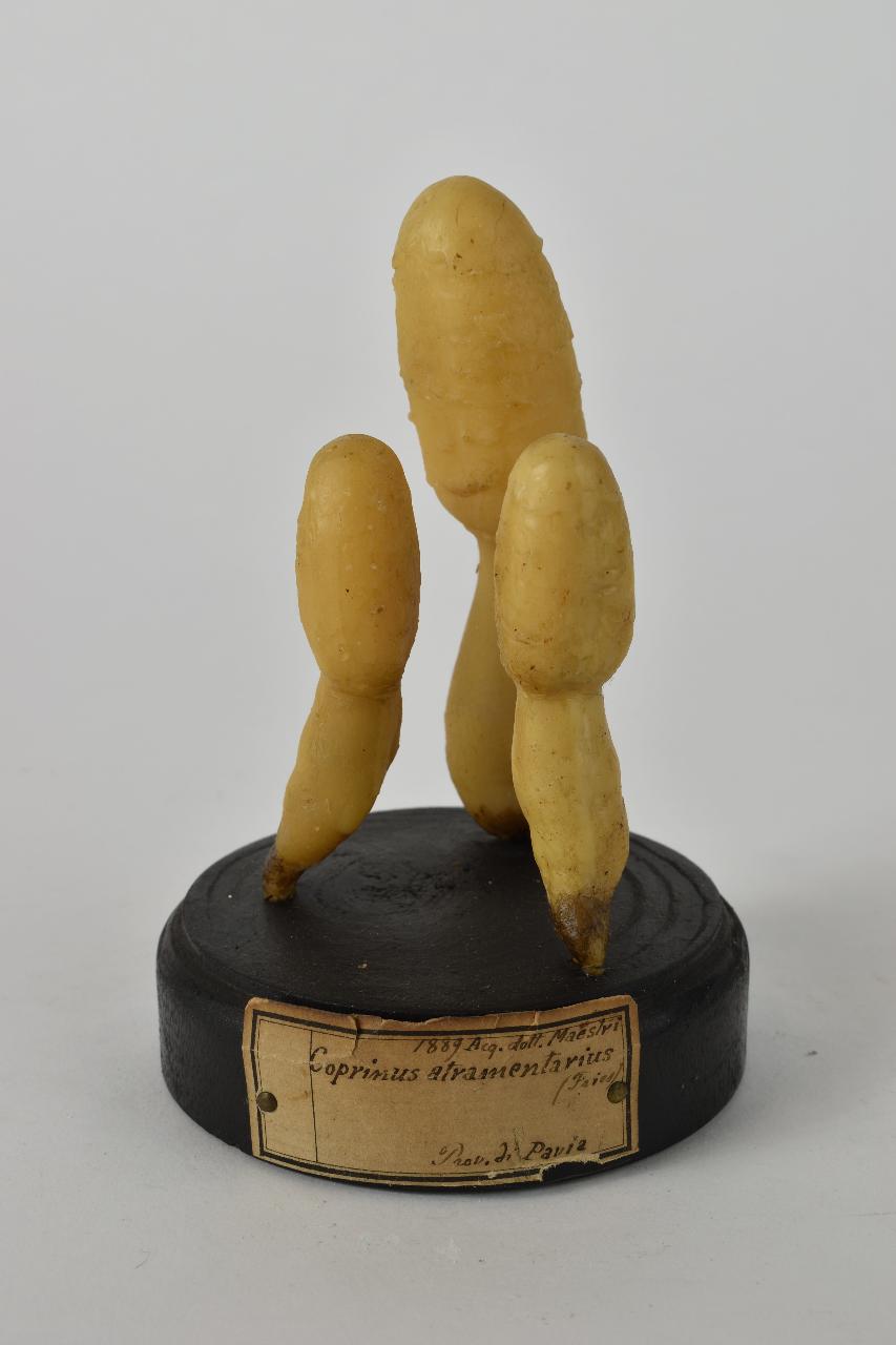 Modello di Maestri, Angelo - produzione ceroplastica ottocentesca (sec. XIX)