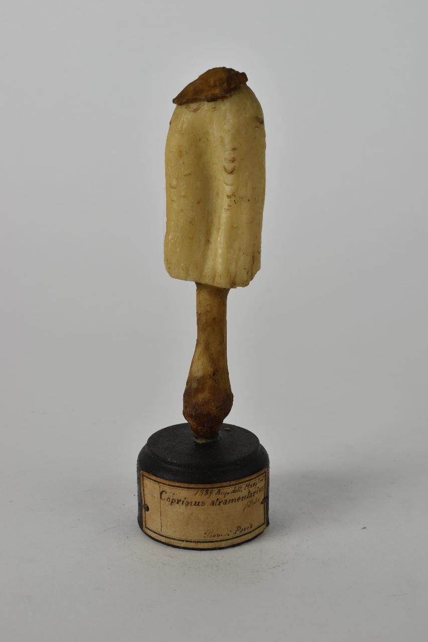 Modello di Maestri, Angelo - produzione ceroplastica ottocentesca (sec. XIX)