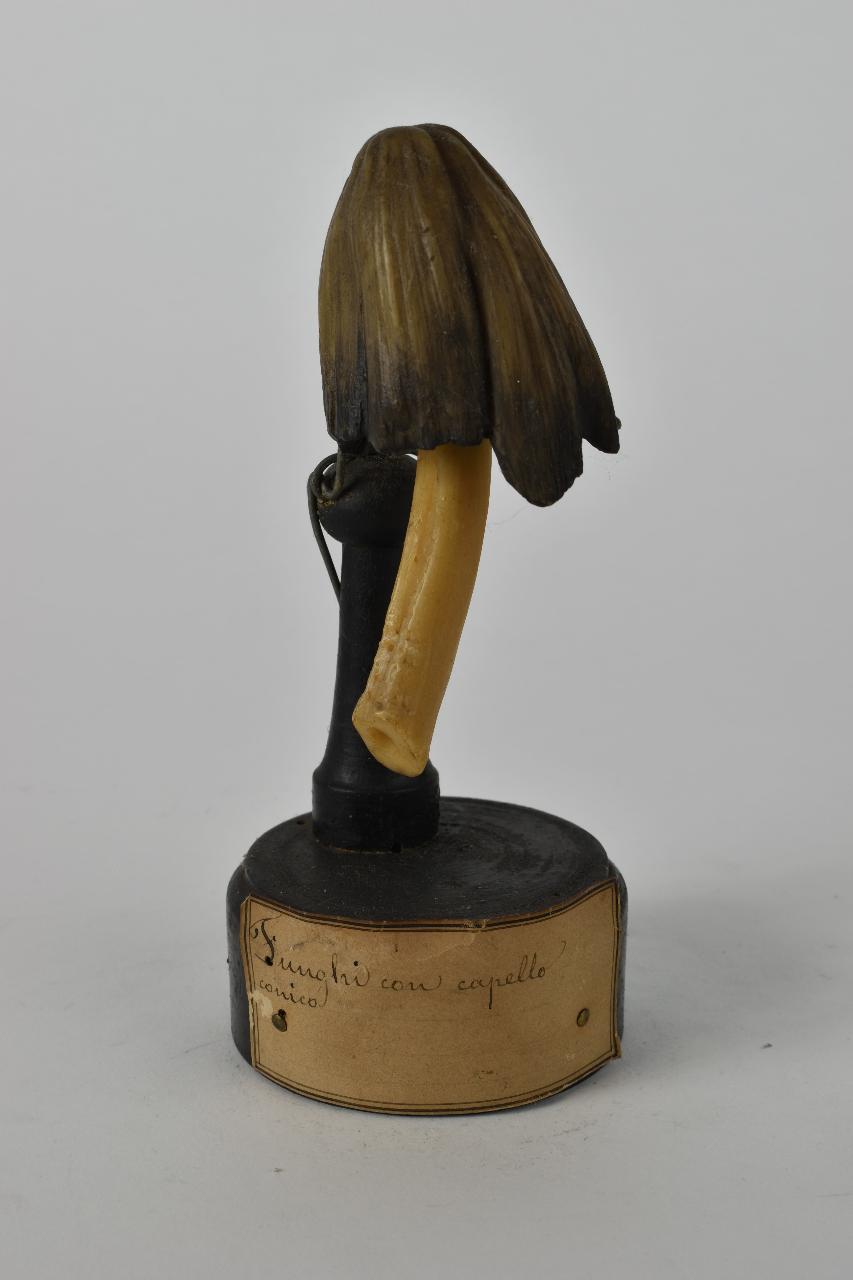 Modello di Maestri, Angelo - produzione ceroplastica ottocentesca (sec. XIX)