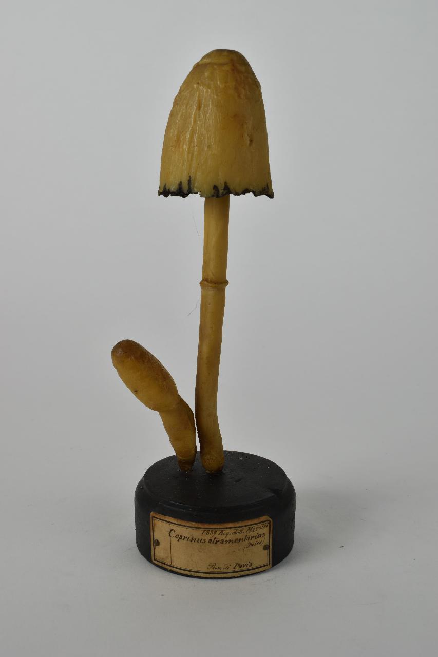 Modello di Maestri, Angelo - produzione ceroplastica ottocentesca (sec. XIX)