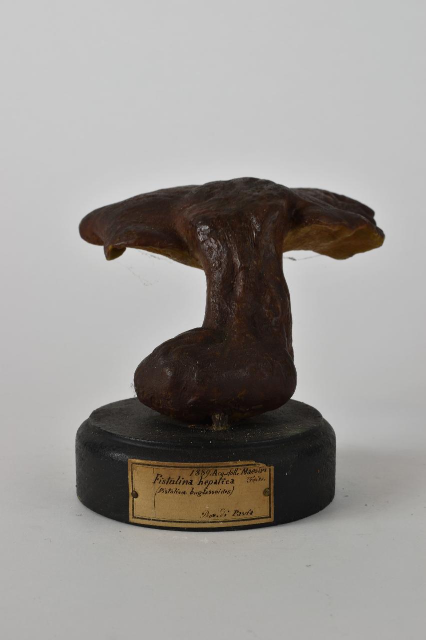 Modello di Maestri, Angelo - produzione ceroplastica ottocentesca (sec. XIX)