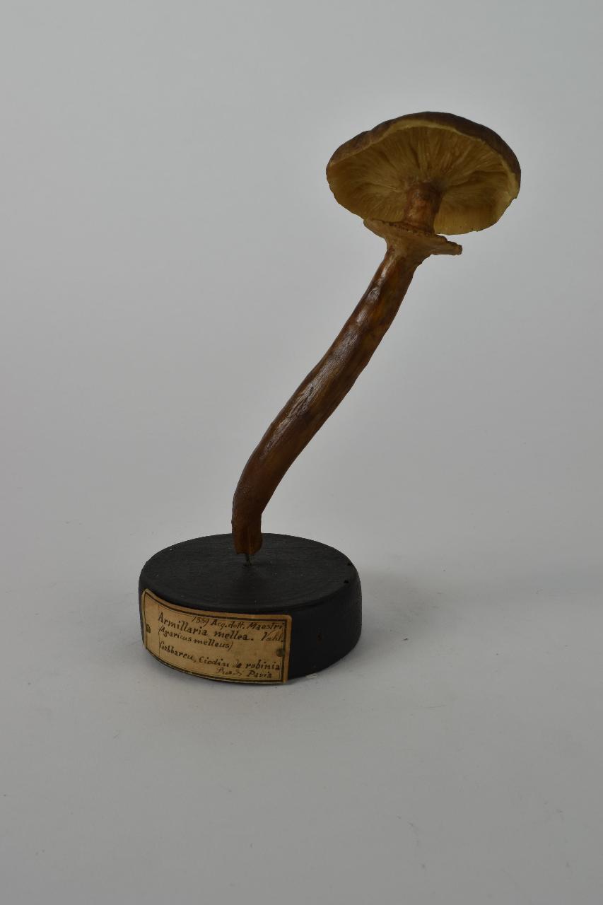 Modello di Maestri, Angelo - produzione ceroplastica ottocentesca (sec. XIX)