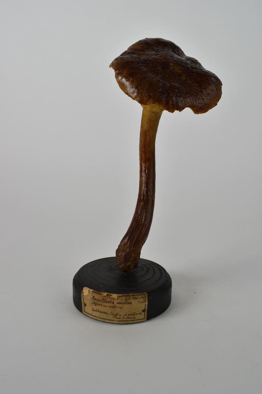 Modello di Maestri, Angelo - produzione ceroplastica ottocentesca (sec. XIX)