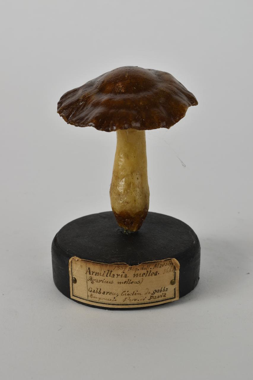 Modello di Maestri, Angelo - produzione ceroplastica ottocentesca (sec. XIX)