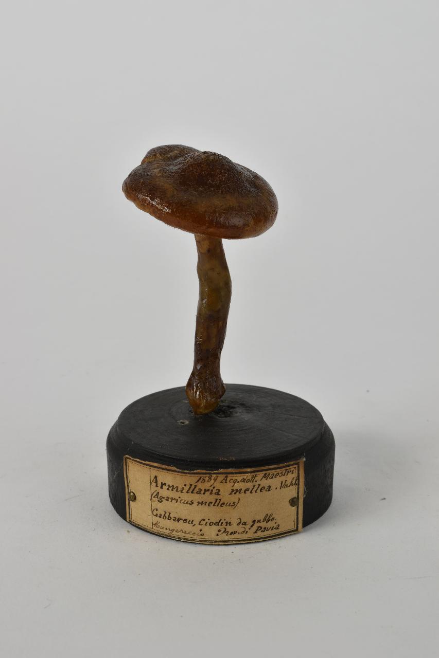 Modello di Maestri, Angelo - produzione ceroplastica ottocentesca (sec. XIX)