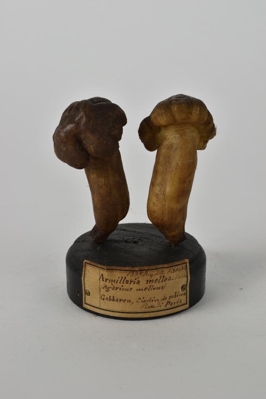 Modello di Maestri, Angelo - produzione ceroplastica ottocentesca (sec. XIX)