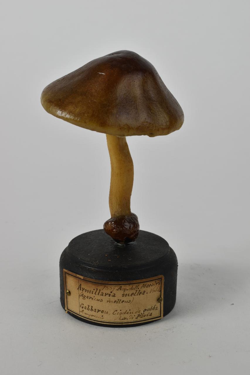 Modello di Maestri, Angelo - produzione ceroplastica ottocentesca (sec. XIX)