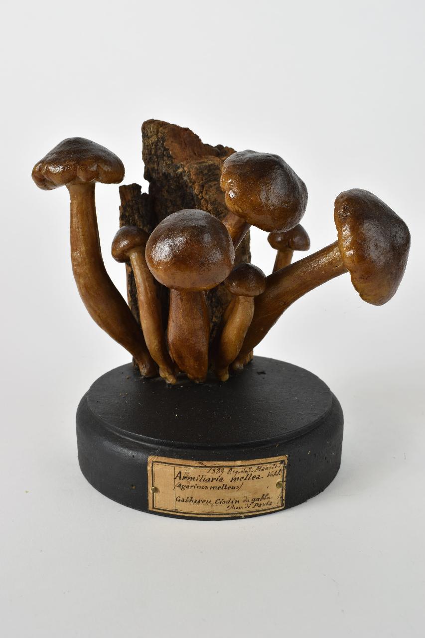 Modello di Maestri, Angelo - produzione ceroplastica ottocentesca (sec. XIX)