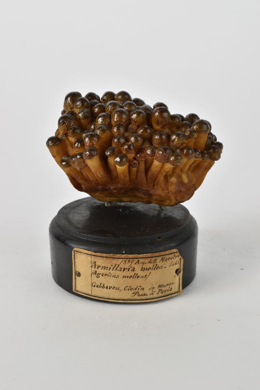 Modello di Maestri, Angelo - produzione ceroplastica ottocentesca (sec. XIX)