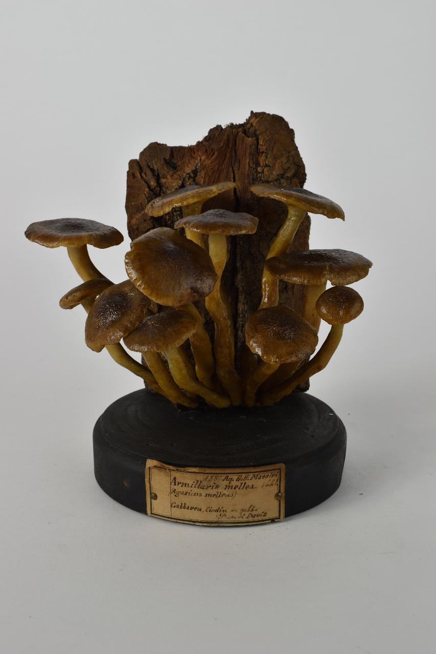 Modello di Maestri, Angelo - produzione ceroplastica ottocentesca (sec. XIX)
