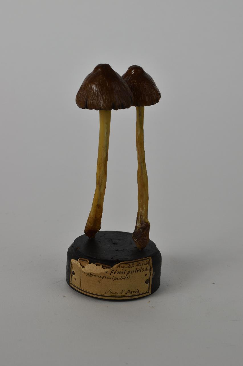 Modello di Maestri, Angelo - produzione ceroplastica ottocentesca (sec. XIX)