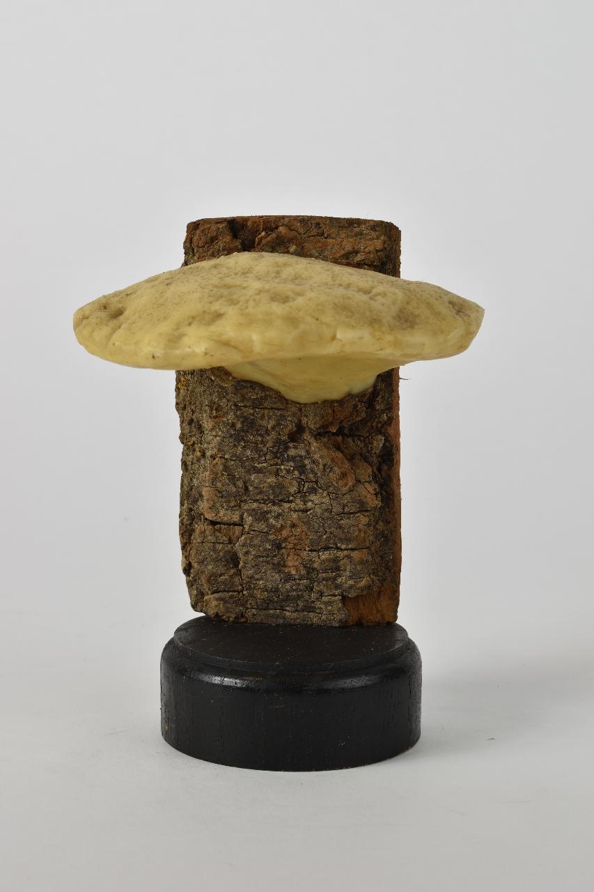 Modello di Maestri, Angelo - produzione ceroplastica ottocentesca (sec. XIX)