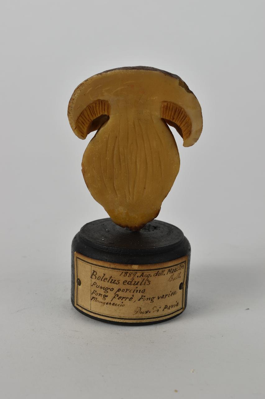Modello di Maestri, Angelo - produzione ceroplastica ottocentesca (sec. XIX)