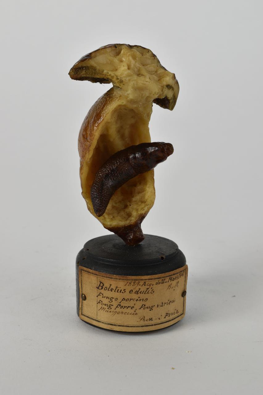 Modello di Maestri, Angelo - produzione ceroplastica ottocentesca (sec. XIX)