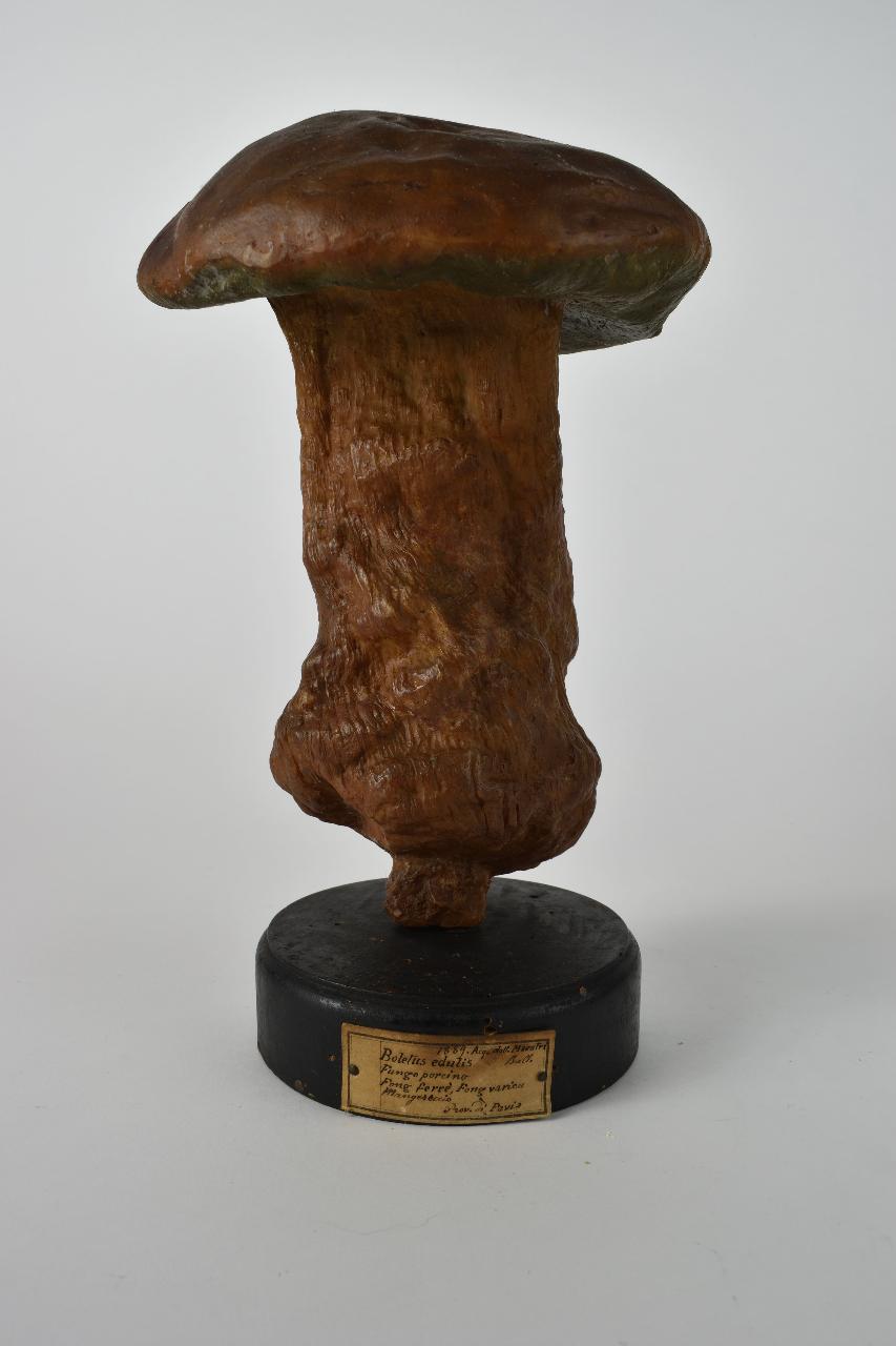 Modello di Maestri, Angelo - produzione ceroplastica ottocentesca (sec. XIX)