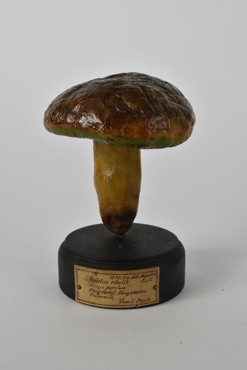 Modello di Maestri, Angelo - produzione ceroplastica ottocentesca (sec. XIX)