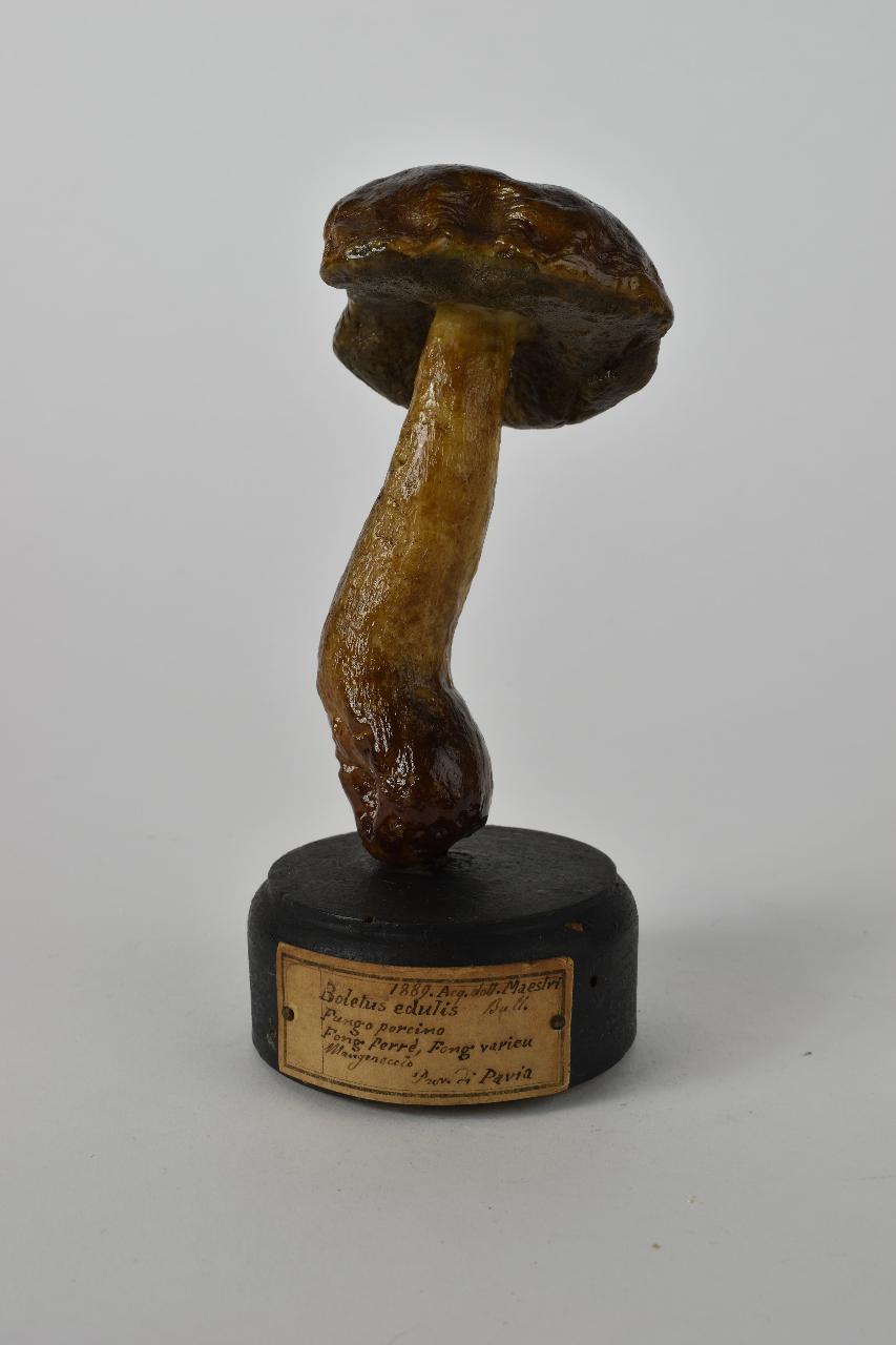 Modello di Maestri, Angelo - produzione ceroplastica ottocentesca (sec. XIX)