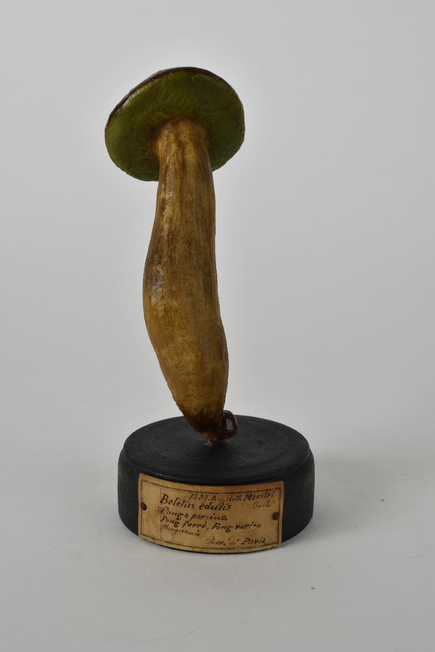 Modello di Maestri, Angelo - produzione ceroplastica ottocentesca (sec. XIX)