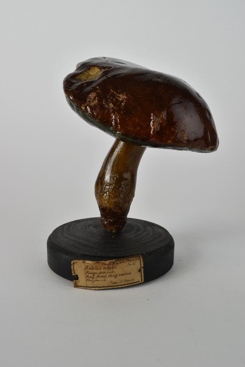 Modello di Maestri, Angelo - produzione ceroplastica ottocentesca (sec. XIX)