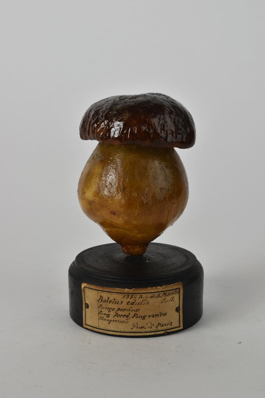 Modello di Maestri, Angelo - produzione ceroplastica ottocentesca (sec. XIX)