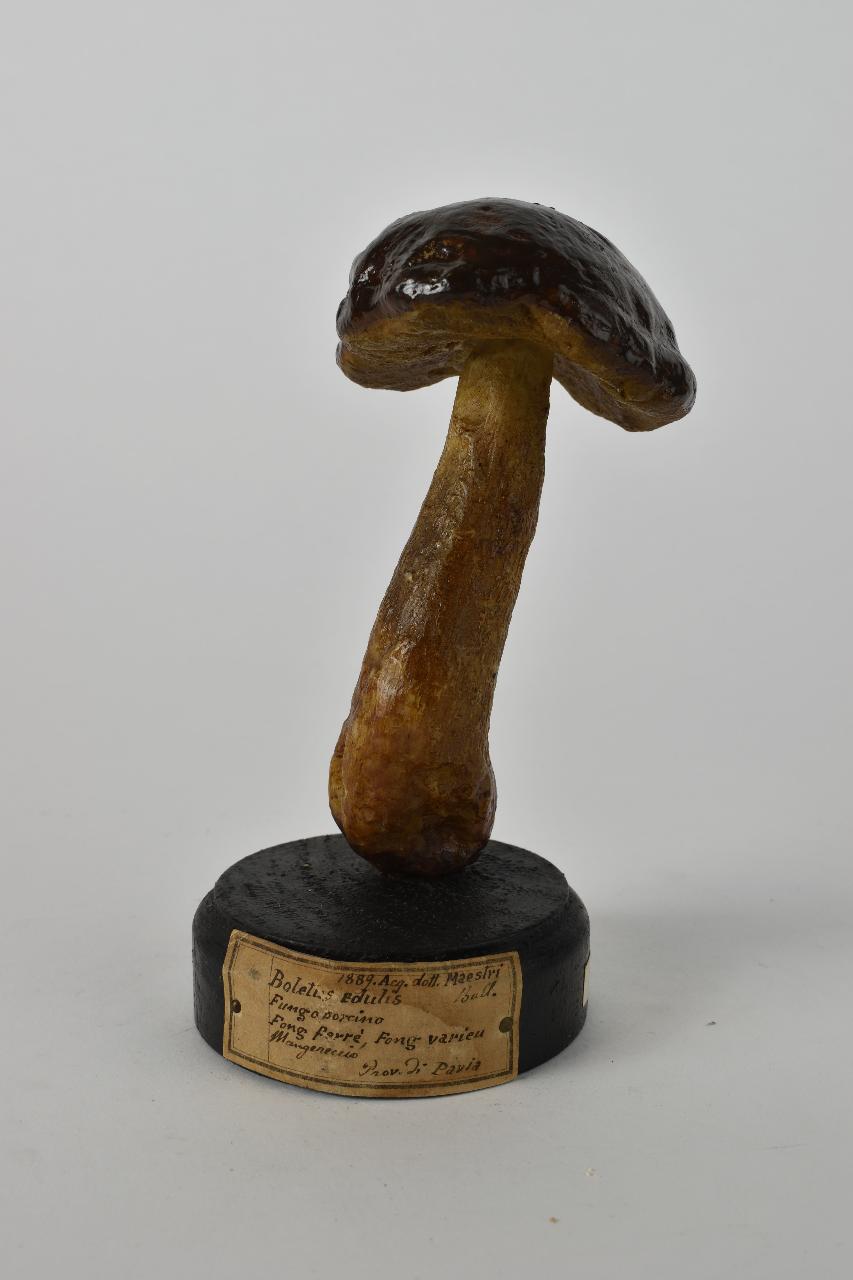 Modello di Maestri, Angelo - produzione ceroplastica ottocentesca (sec. XIX)