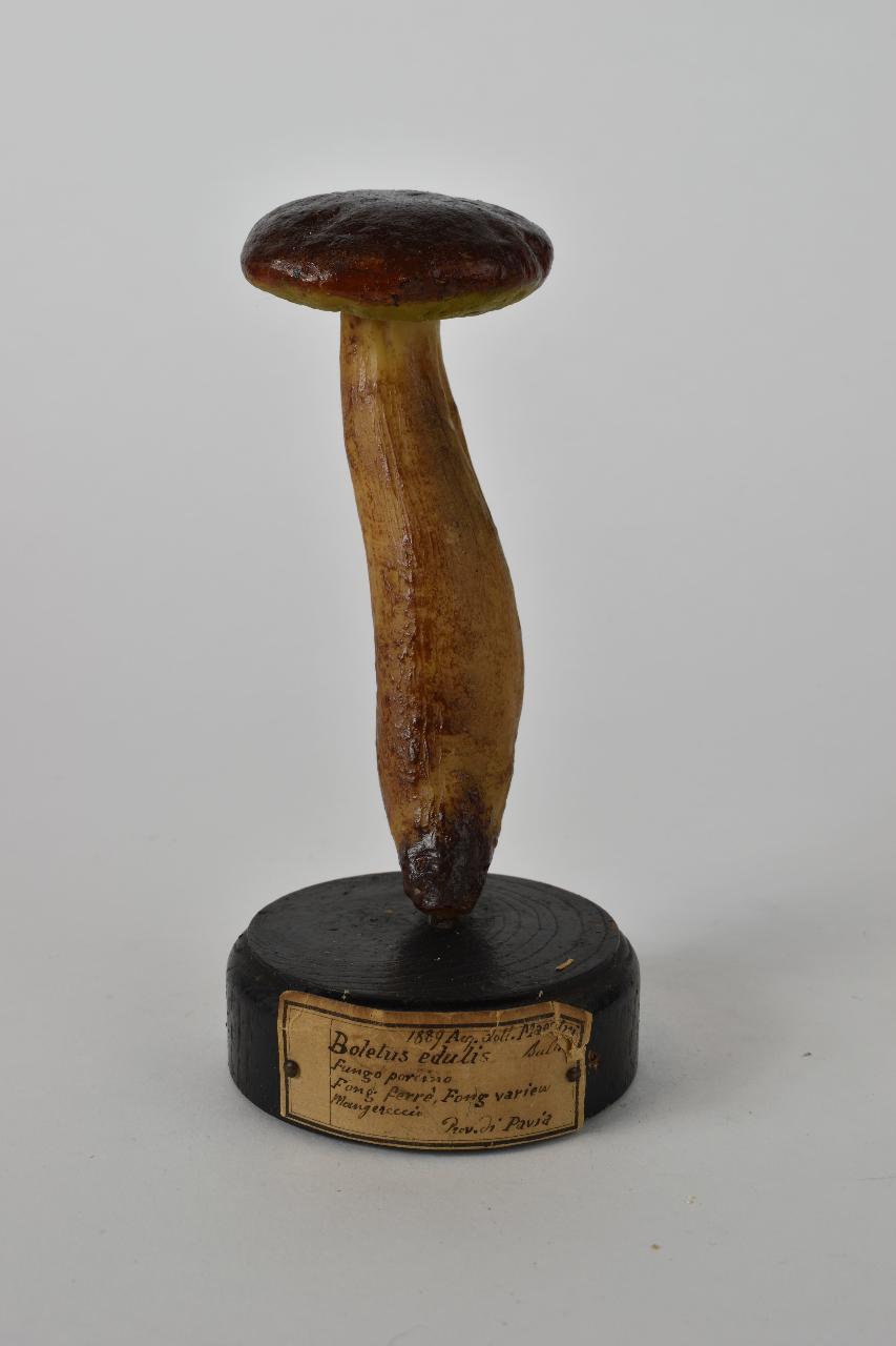 Modello di Maestri, Angelo - produzione ceroplastica ottocentesca (sec. XIX)