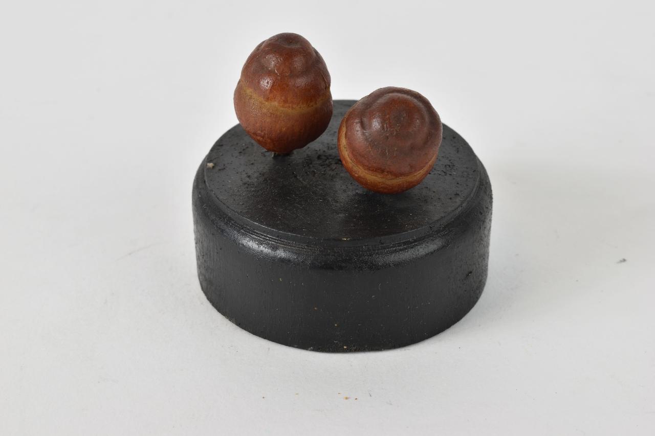 Modello di Maestri, Angelo - produzione ceroplastica ottocentesca (sec. XIX)