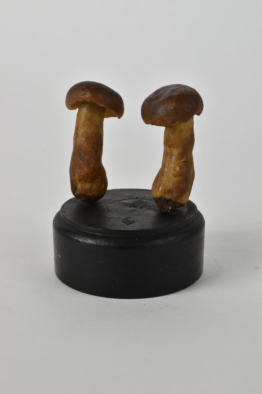 Modello di Maestri, Angelo - produzione ceroplastica ottocentesca (sec. XIX)