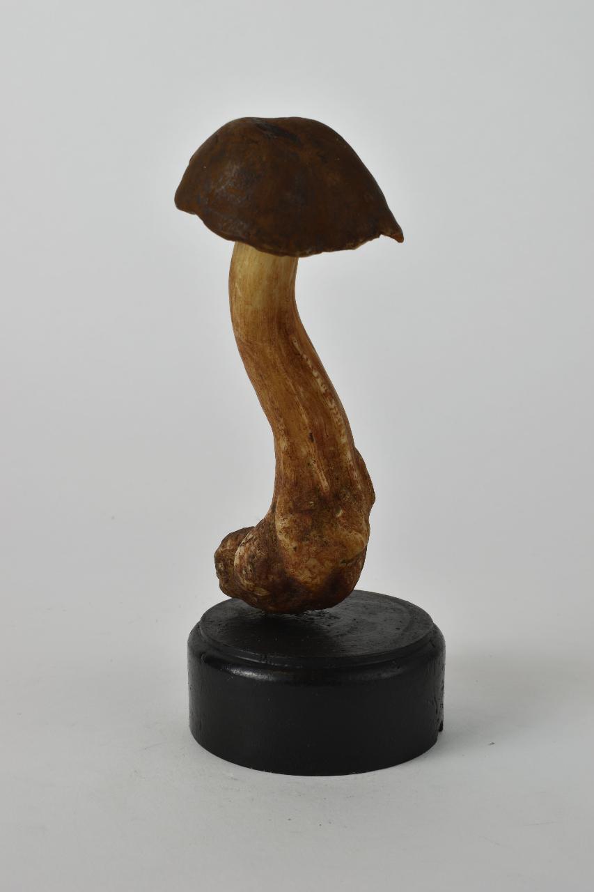 Modello di Maestri, Angelo - produzione ceroplastica ottocentesca (sec. XIX)