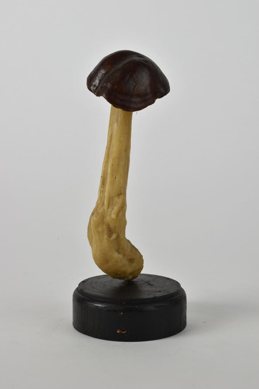 Modello di Maestri, Angelo - produzione ceroplastica ottocentesca (sec. XIX)