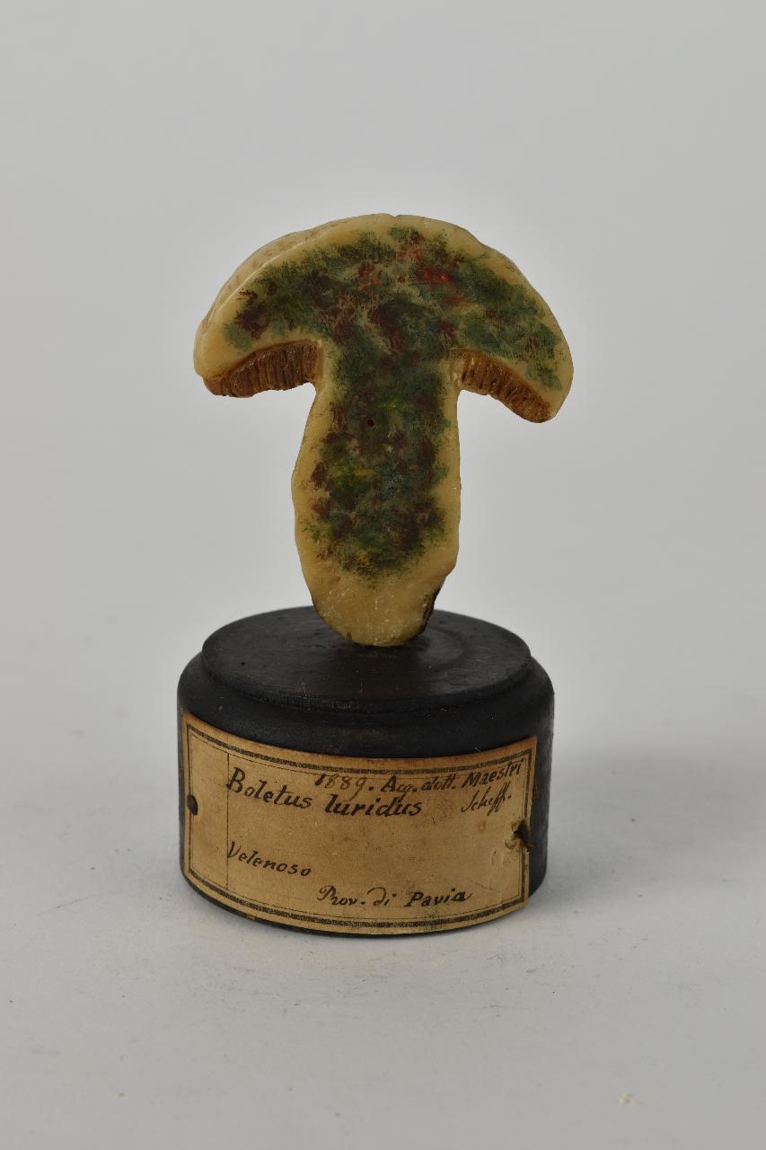 Modello di Maestri, Angelo - produzione ceroplastica ottocentesca (sec. XIX)