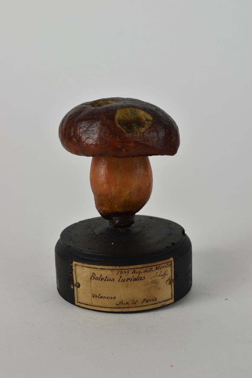 Modello di Maestri, Angelo - produzione ceroplastica ottocentesca (sec. XIX)