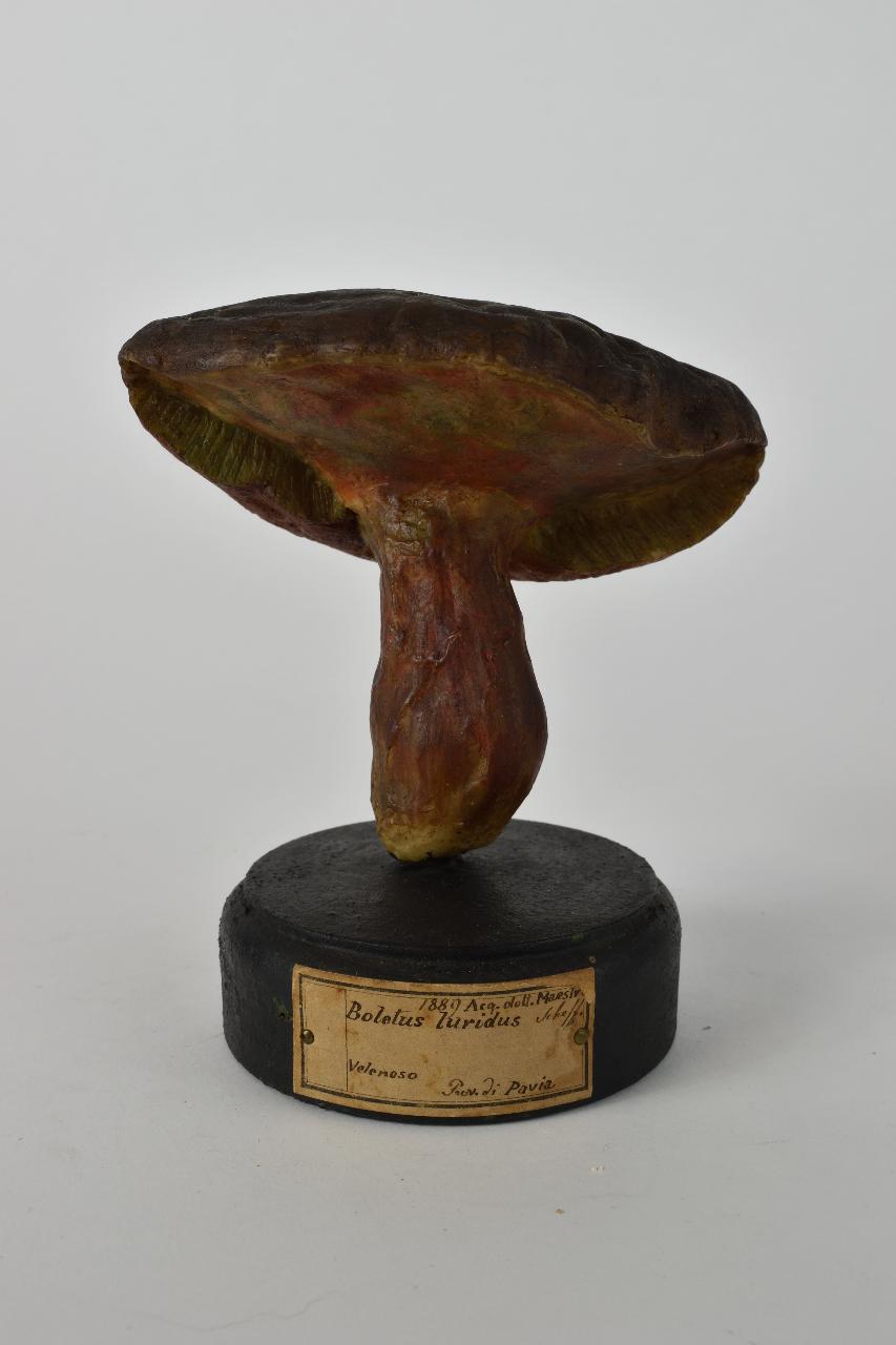 Modello di Maestri, Angelo - produzione ceroplastica ottocentesca (sec. XIX)