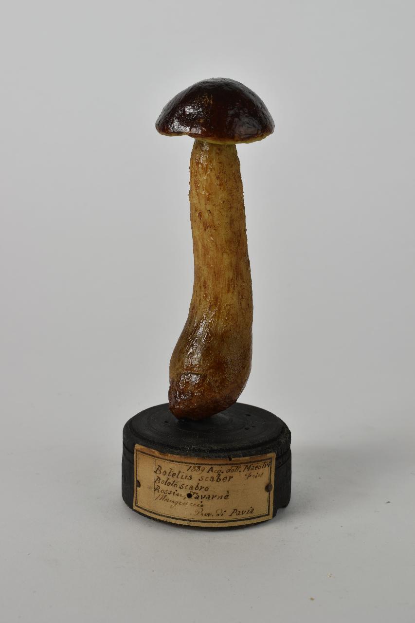 Modello di Maestri, Angelo - produzione ceroplastica ottocentesca (sec. XIX)