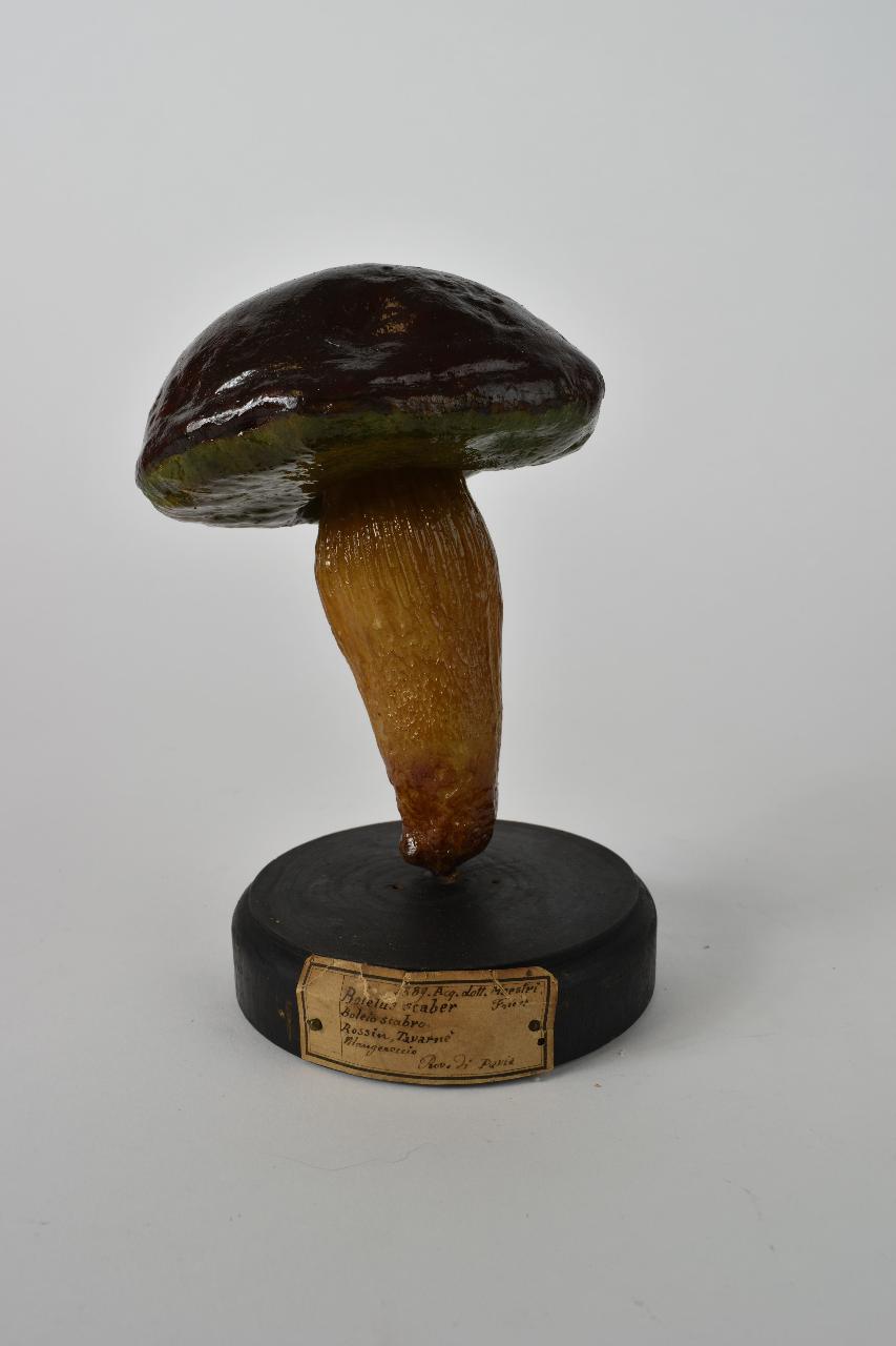 Modello di Maestri, Angelo - produzione ceroplastica ottocentesca (sec. XIX)