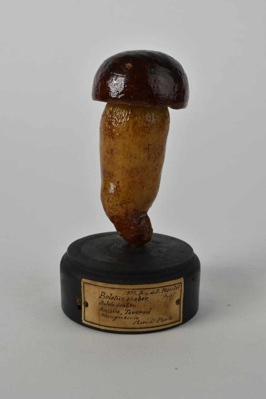 Modello di Maestri, Angelo - produzione ceroplastica ottocentesca (sec. XIX)