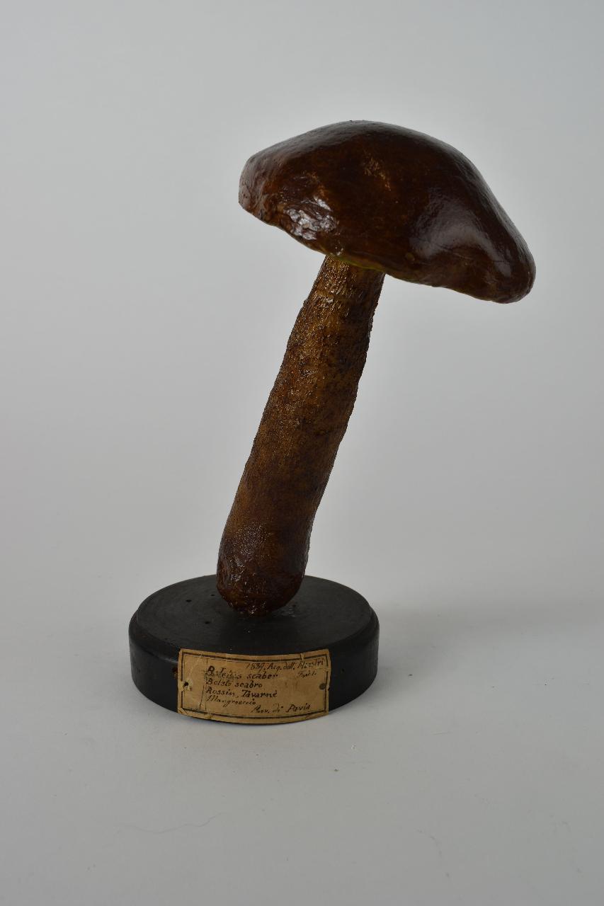 Modello di Maestri, Angelo - produzione ceroplastica ottocentesca (sec. XIX)