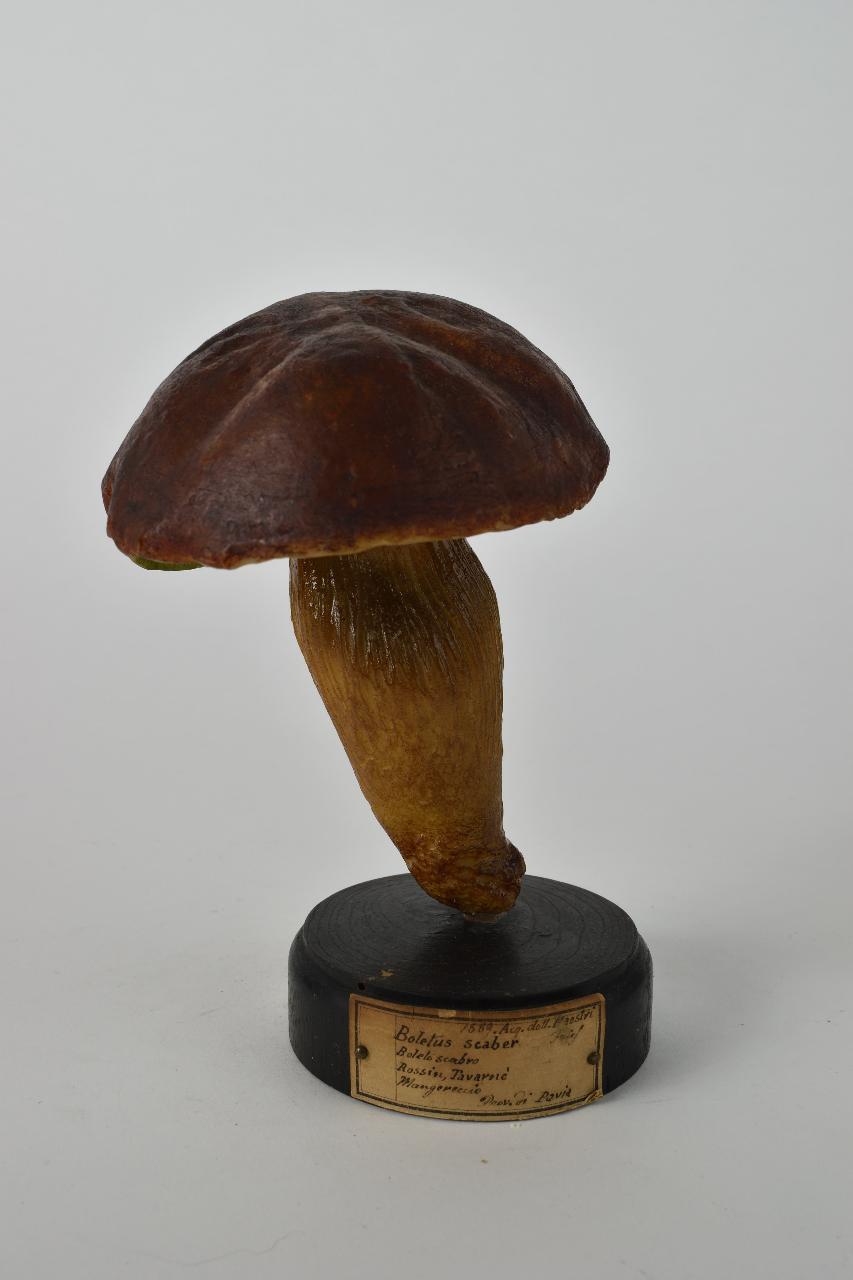 Modello di Maestri, Angelo - produzione ceroplastica ottocentesca (sec. XIX)