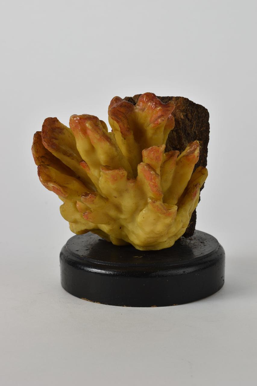 Modello di Maestri, Angelo - produzione ceroplastica ottocentesca (sec. XIX)