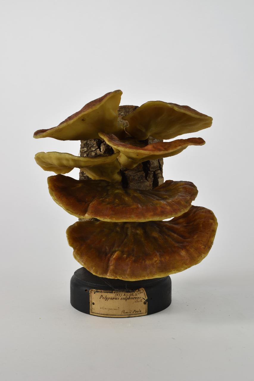 Modello di Maestri, Angelo - produzione ceroplastica ottocentesca (sec. XIX)