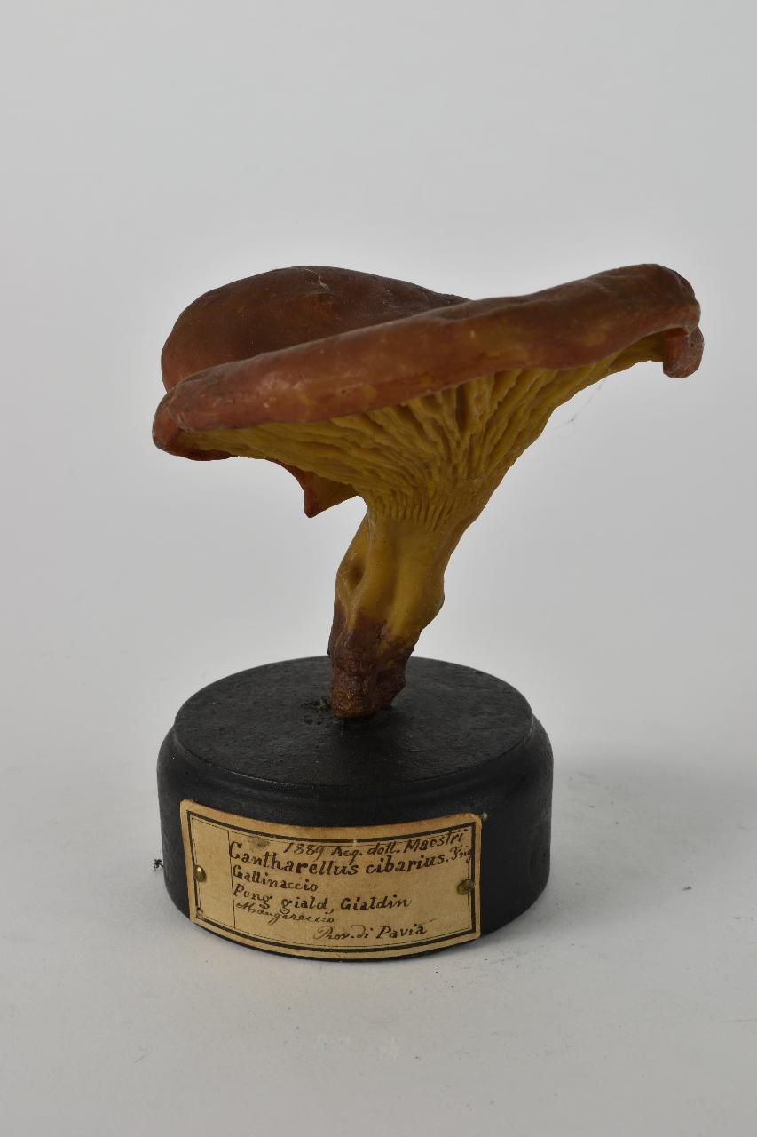 Modello di Maestri, Angelo - produzione ceroplastica ottocentesca (sec. XIX)