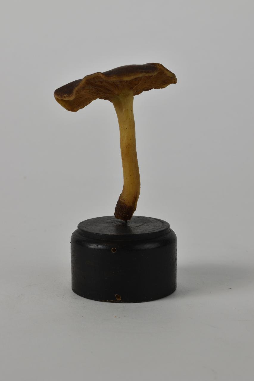 Modello di Maestri, Angelo - produzione ceroplastica ottocentesca (sec. XIX)