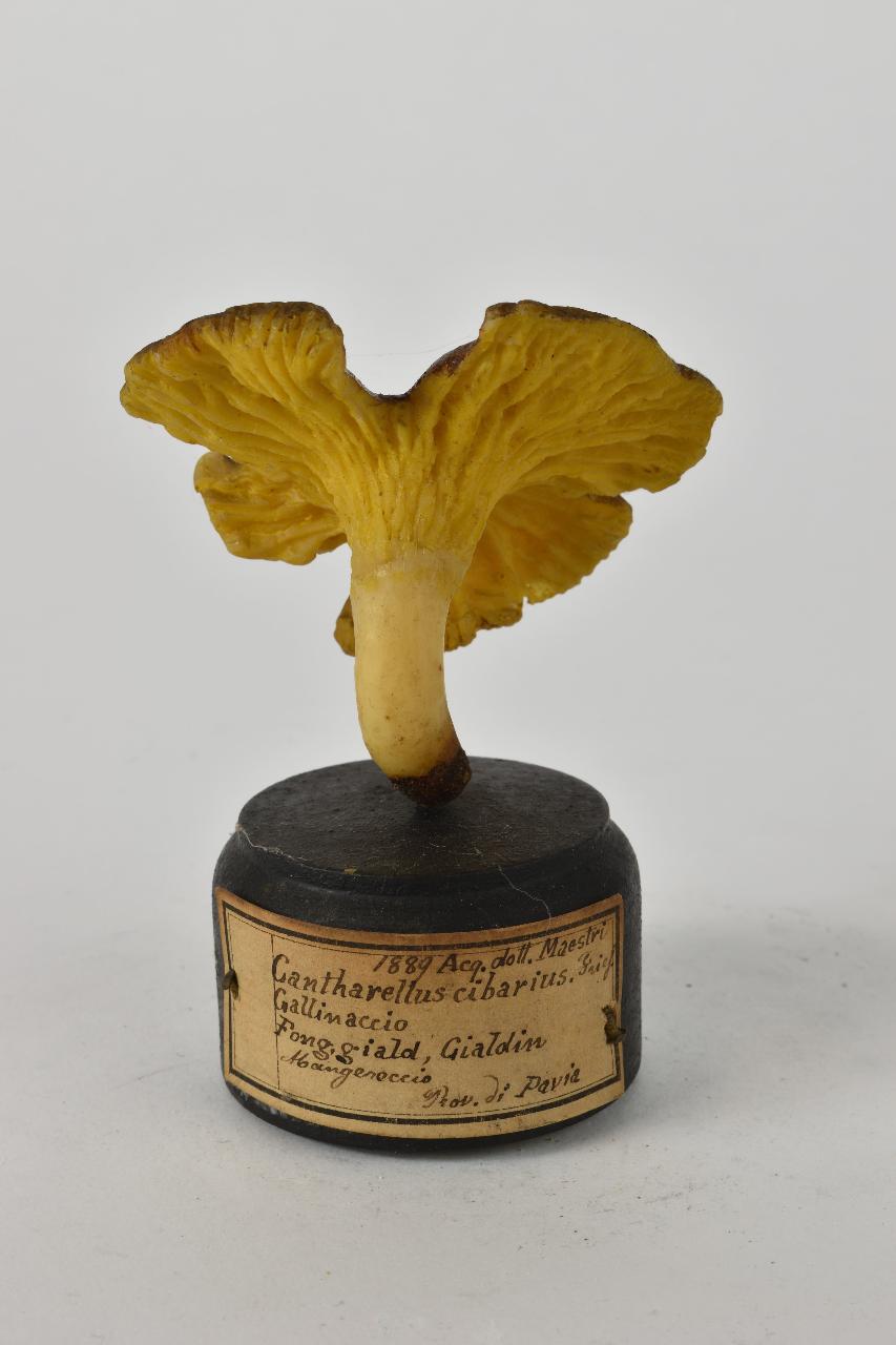Modello di Maestri, Angelo - produzione ceroplastica ottocentesca (sec. XIX)
