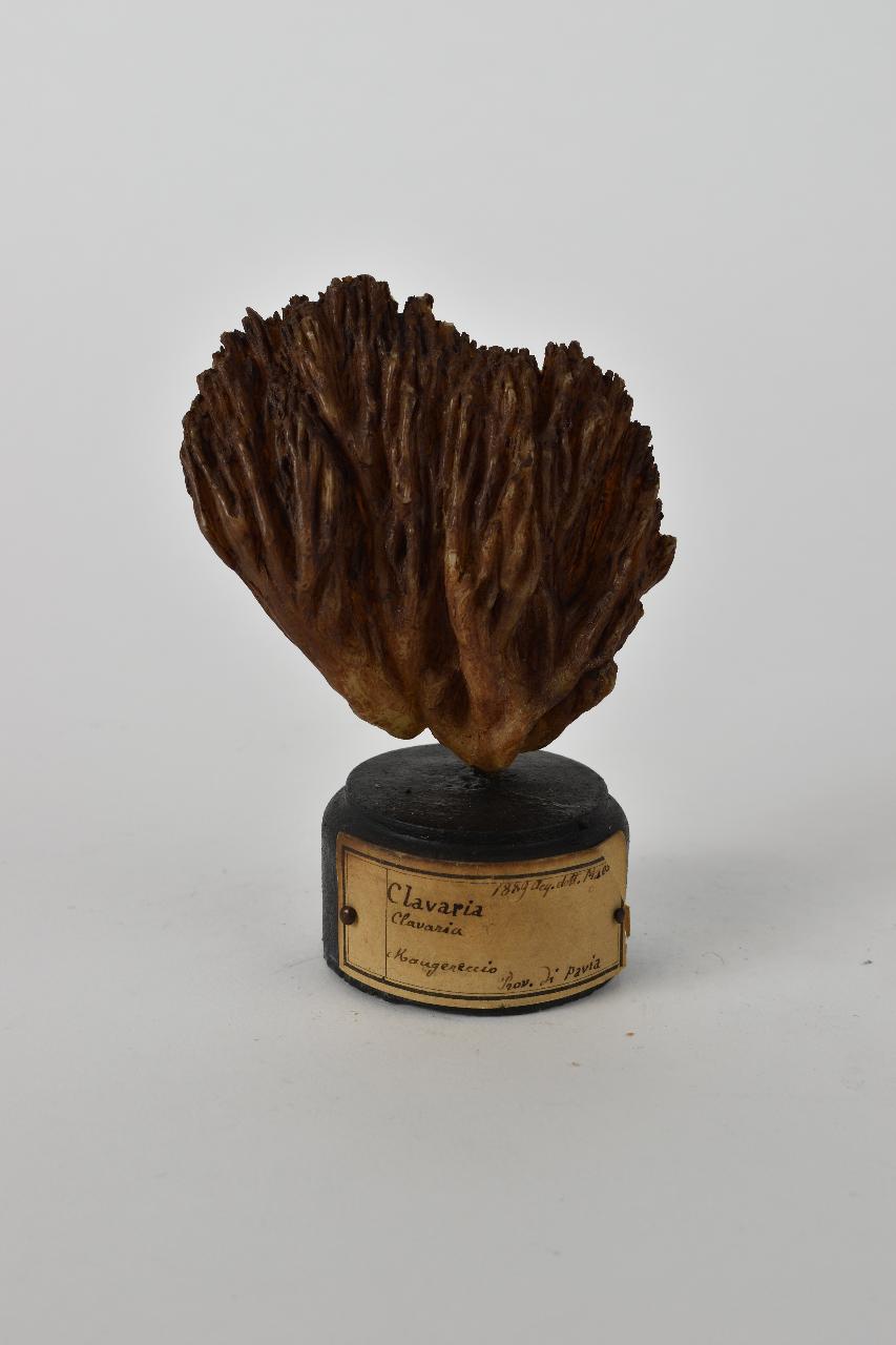 Modello di Maestri, Angelo - produzione ceroplastica ottocentesca (sec. XIX)