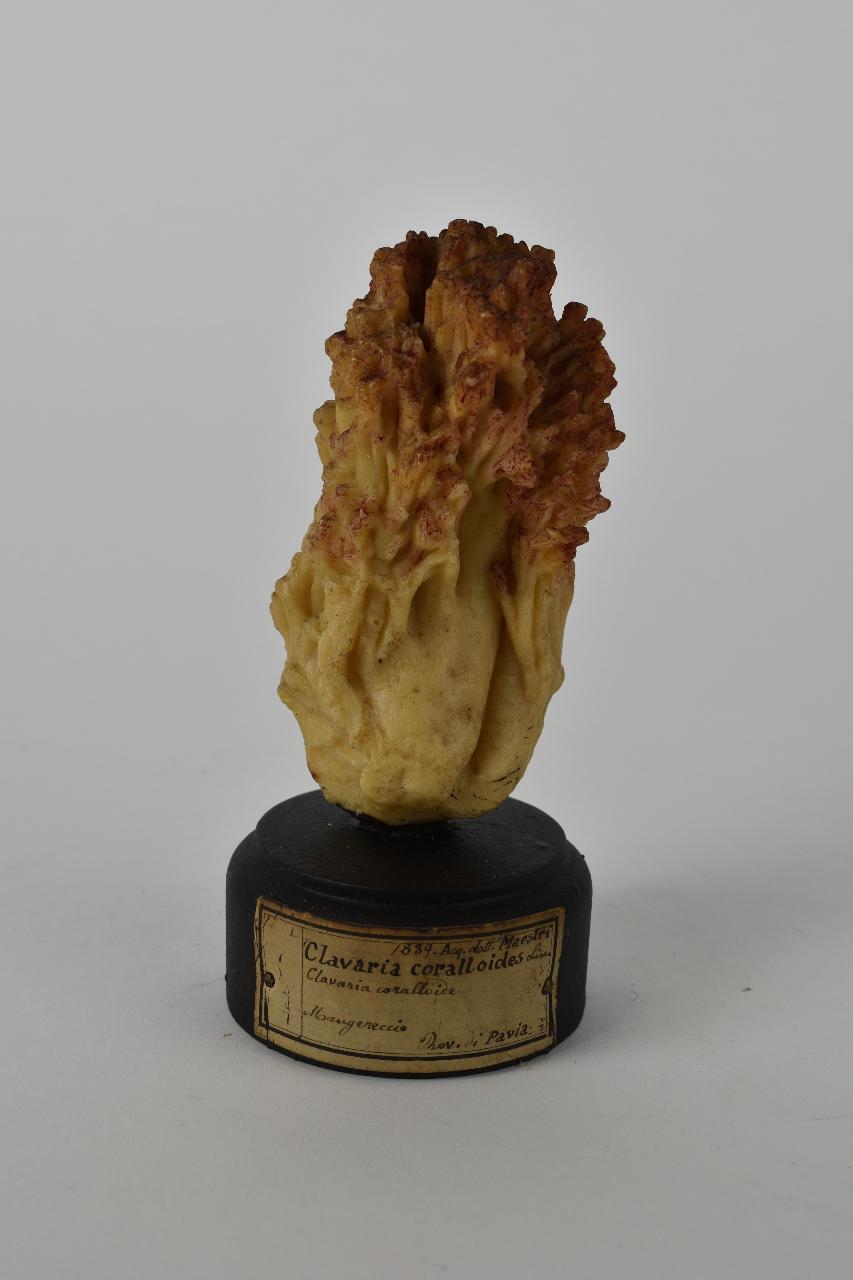 Modello di Maestri, Angelo - produzione ceroplastica ottocentesca (sec. XIX)