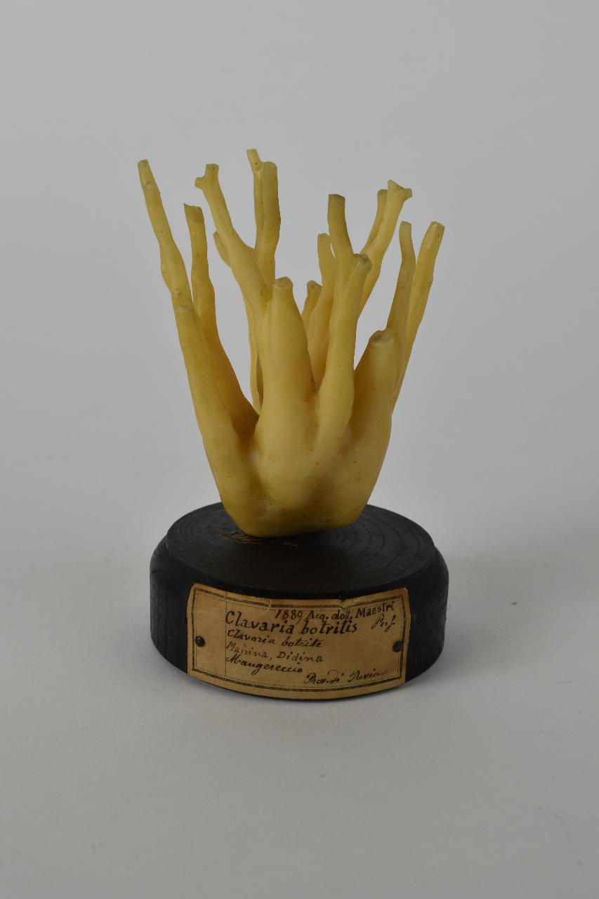 Modello di Maestri, Angelo - produzione ceroplastica ottocentesca (sec. XIX)