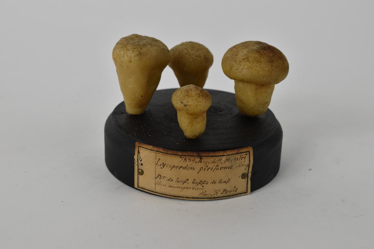 Modello di Maestri, Angelo - produzione ceroplastica ottocentesca (sec. XIX)