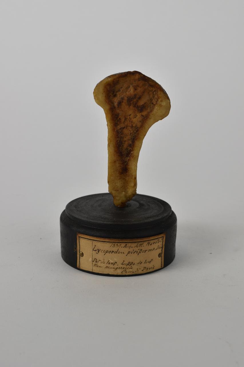 Modello di Maestri, Angelo - produzione ceroplastica ottocentesca (sec. XIX)