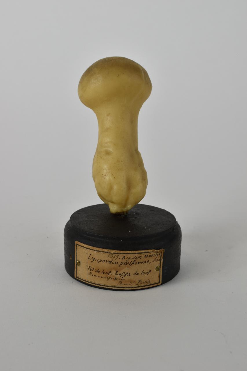 Modello di Maestri, Angelo - produzione ceroplastica ottocentesca (sec. XIX)