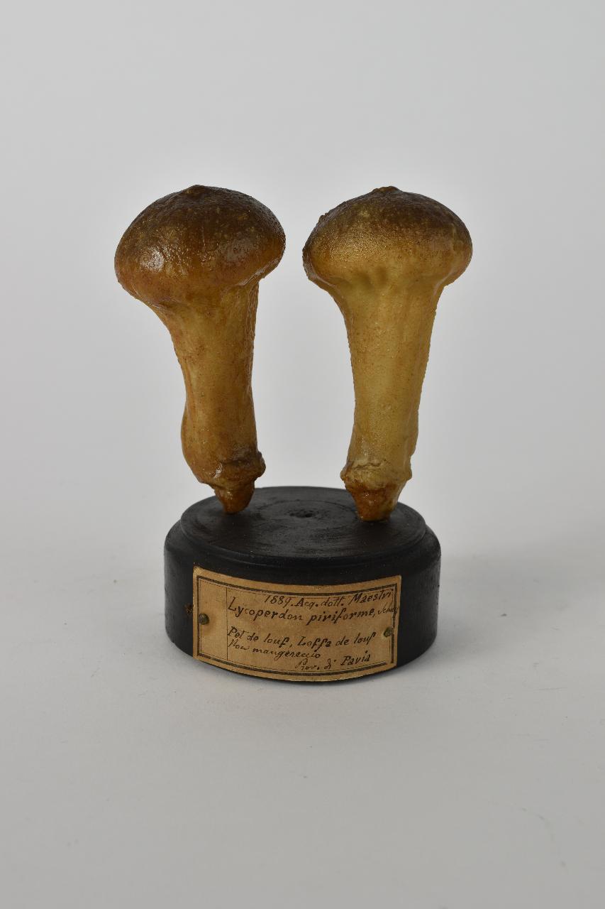 Modello di Maestri, Angelo - produzione ceroplastica ottocentesca (sec. XIX)